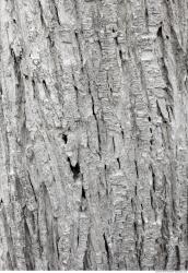 Photo Textures of Tree Bark